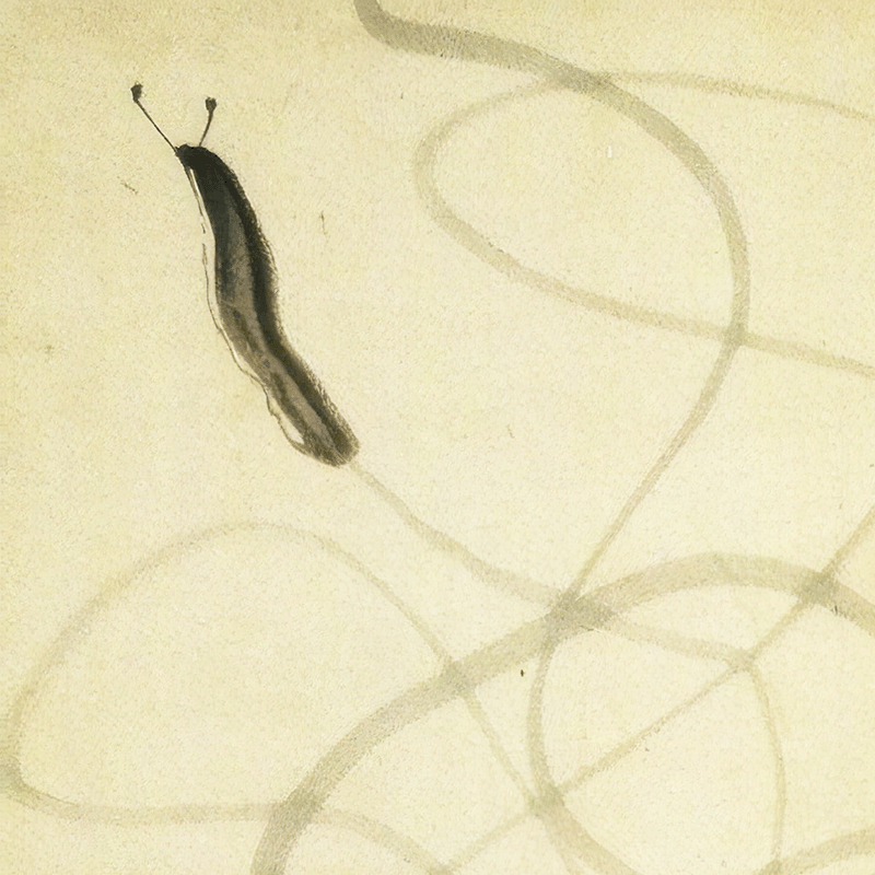 Nagasawa Rosetsu, “Slug” (detail). Source: Wikimedia Commons