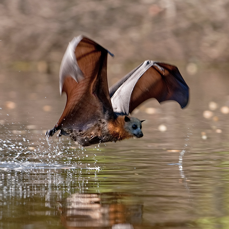 Flying Fox Photo © Nick Edards