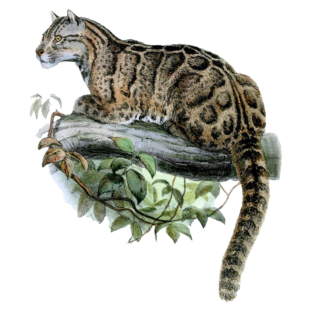 Joseph Wolf, Formosan Clouded Leopard (1862). Source: Wikimedia Commons.
