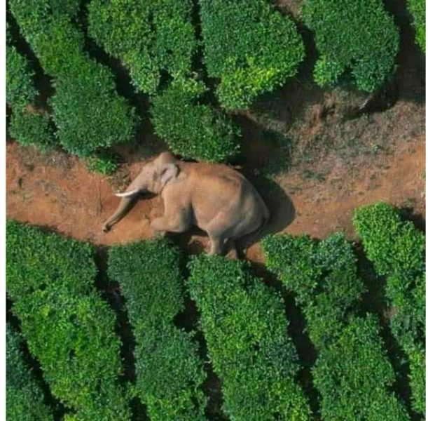 Arikomban found sleeping in a tea estate at Chinnakanal. Photo by Afthab Rahman LVM/Wikimedia Commons