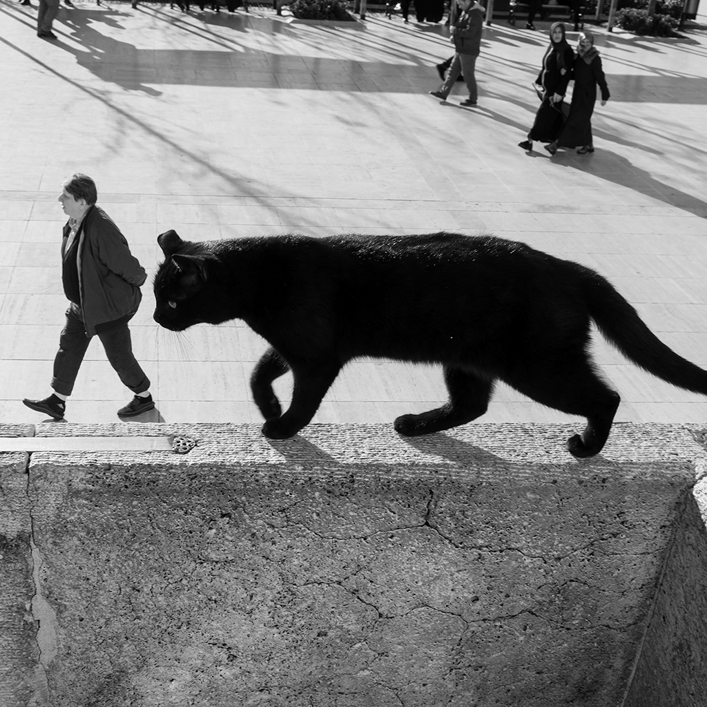 Sami Uçan, “Sokak Kedisi” Istanbul, 2018.