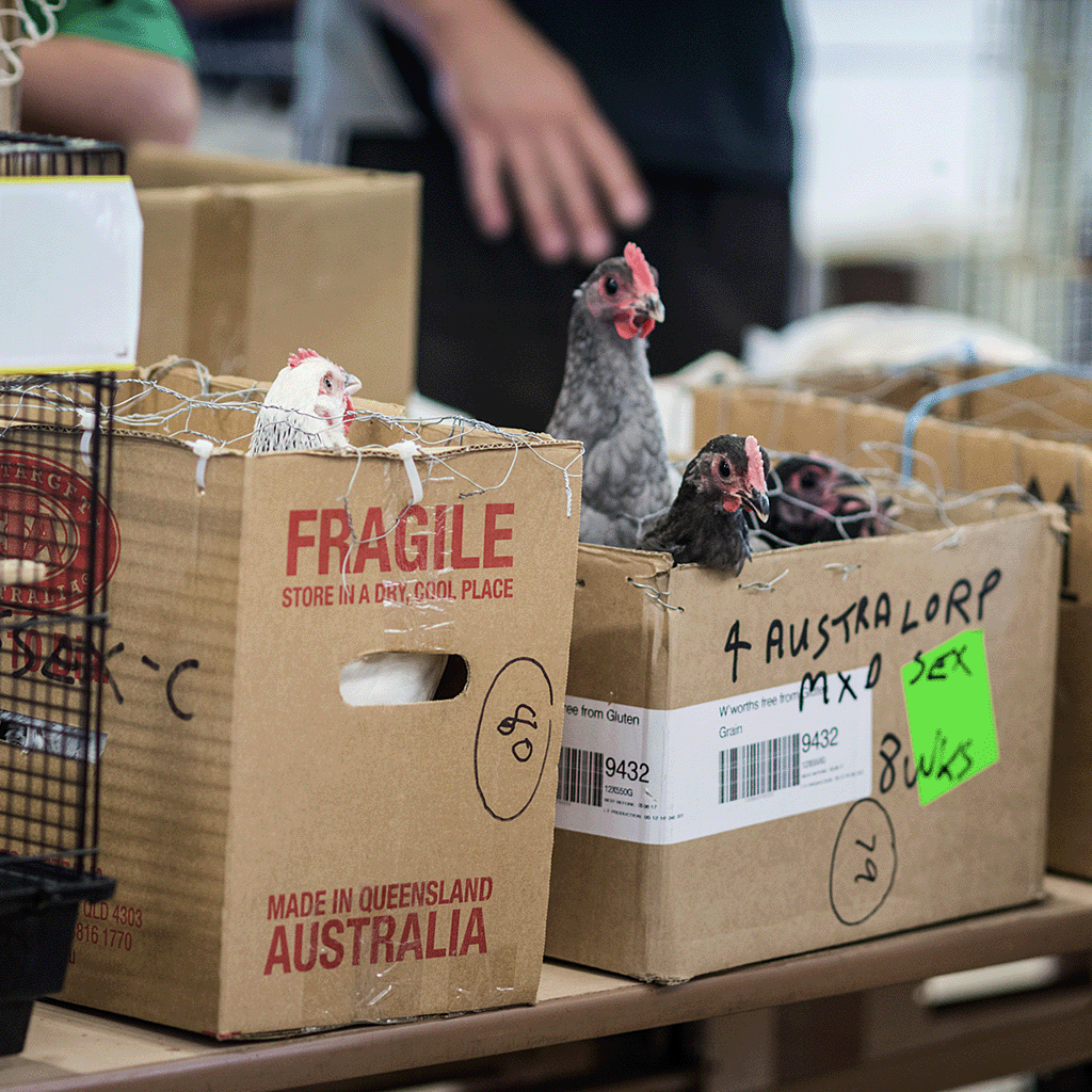 Birds of all kinds were for sale at this live bird auction. Australia, 2017. Jo-Anne McArthur / We Animals